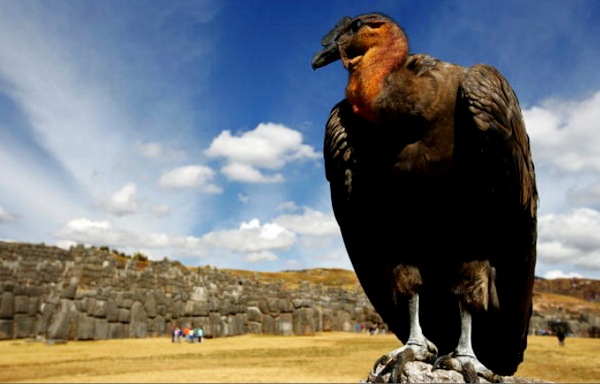 The Condor - Golf A-Z. Rarest event in golf