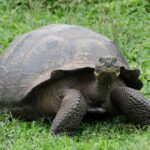 Masters meltdown - tortoises reign supreme