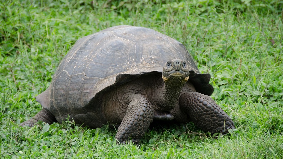 Masters meltdown - tortoises reign supreme