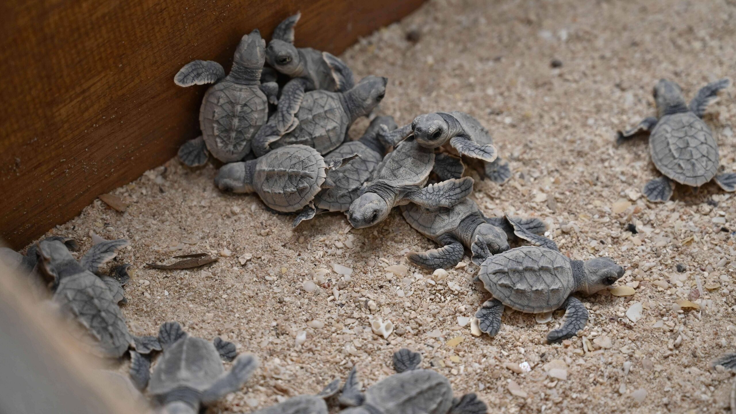 Hawksbill Turtles being released